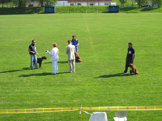 www.atibox.net * www.euroboxer.eu * www.boxergenealogia.eu
